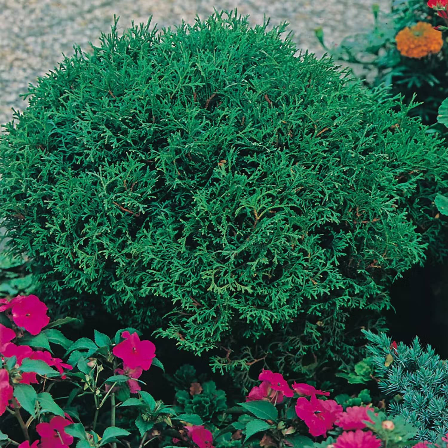 Vintergrön rabatt - Dvärgtuja