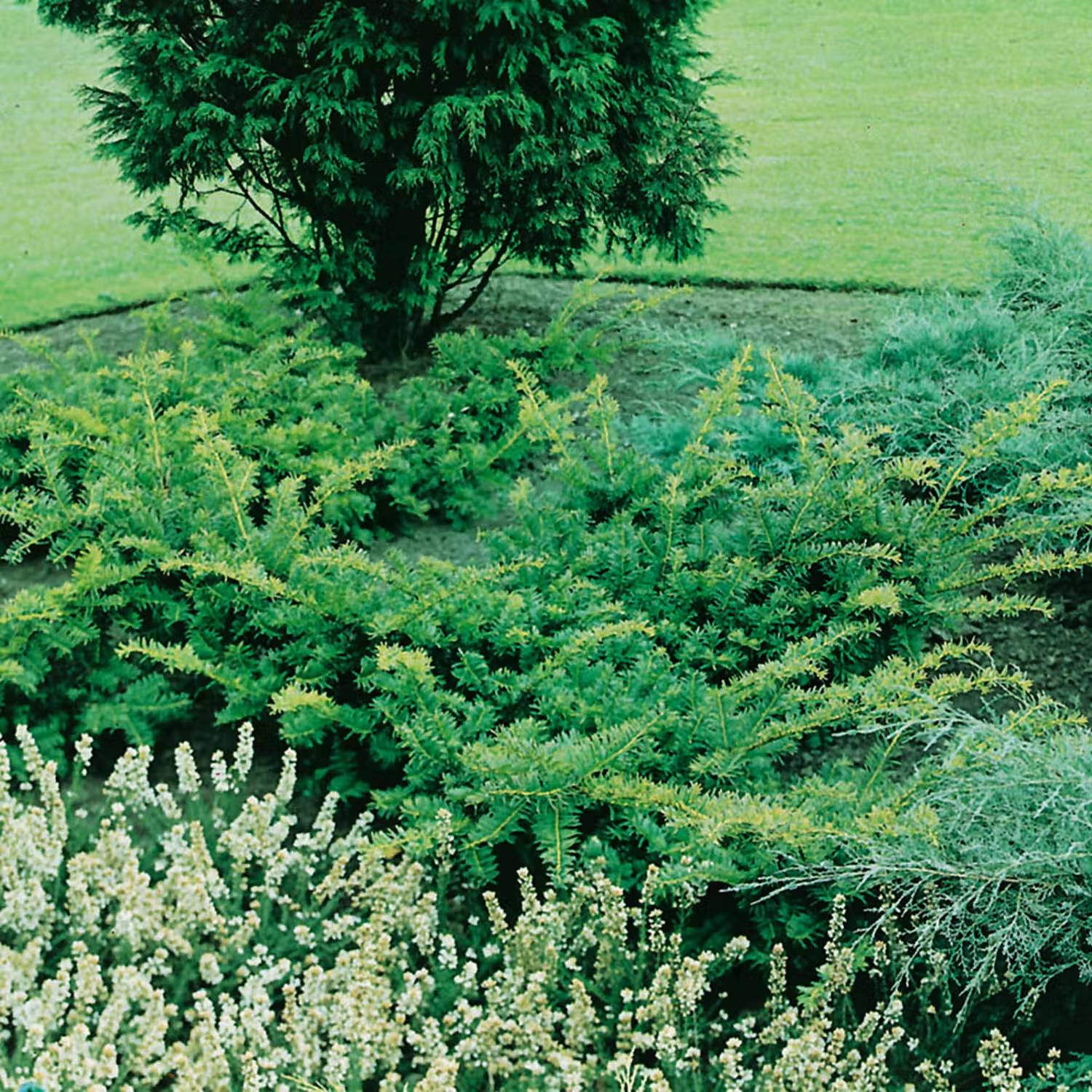 Vintergrön rabatt - Idegran