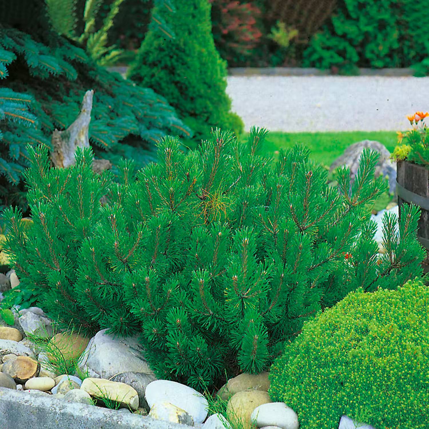 Vintergrön rabatt - Låg bergtall