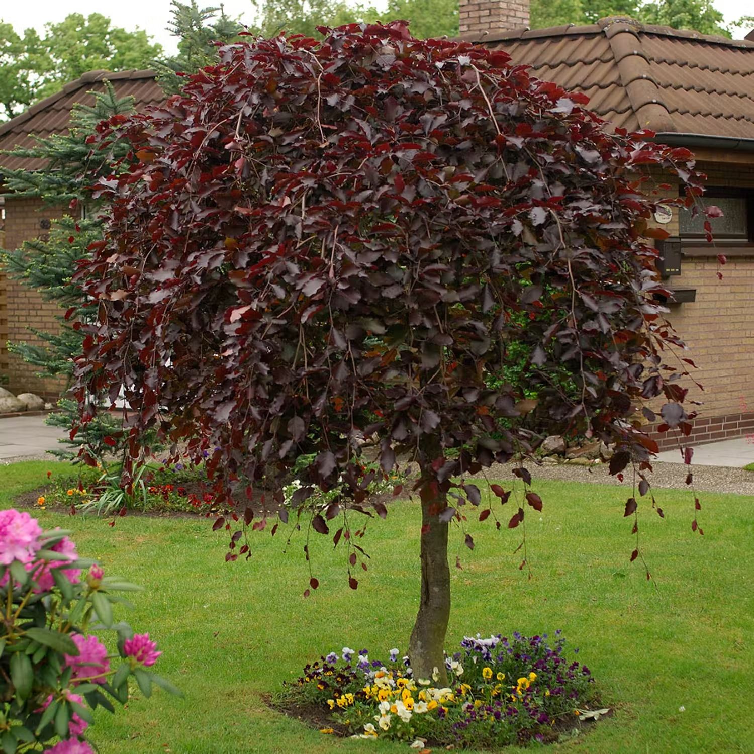 Små träd - Hängblodbok