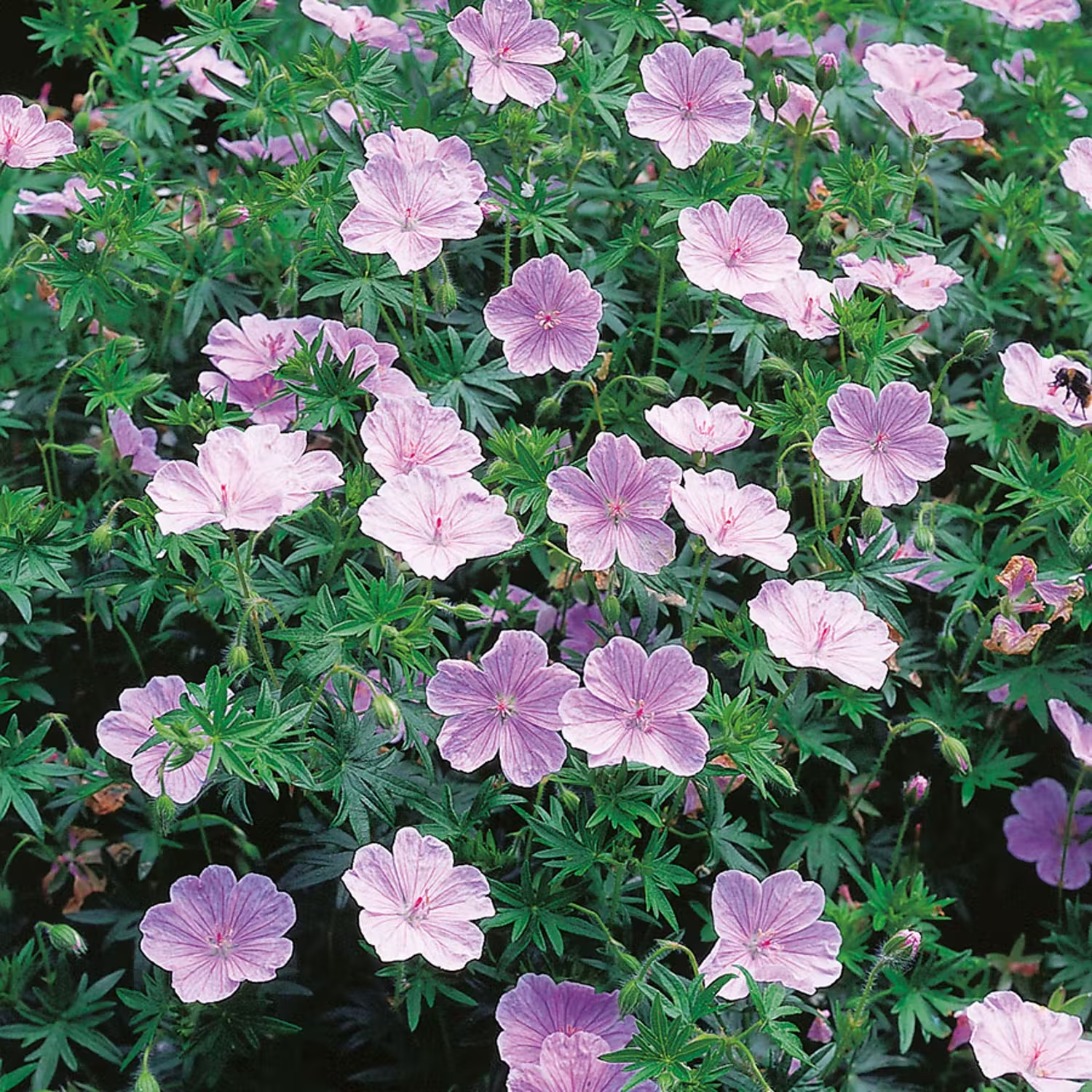 Perenn som blommar länge