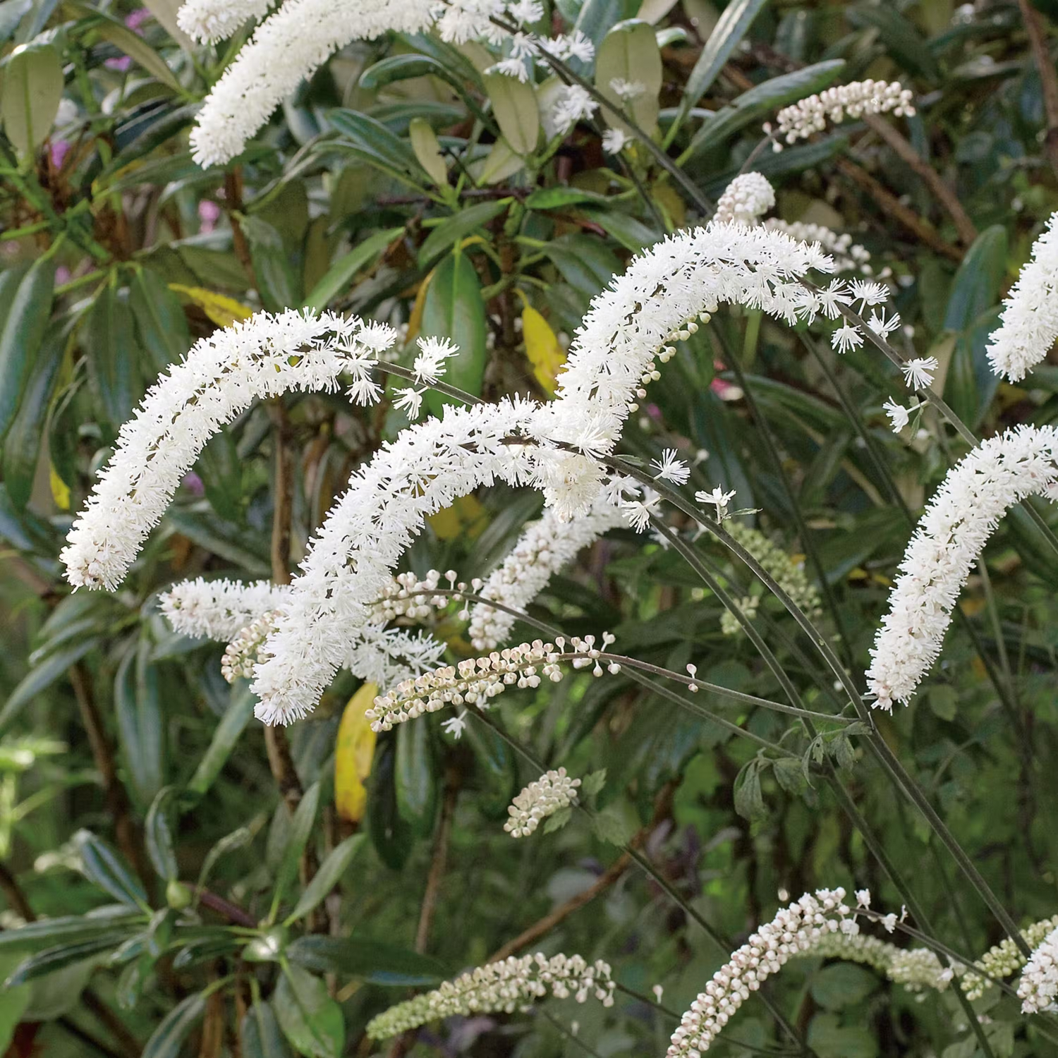 Höstblommande perenn