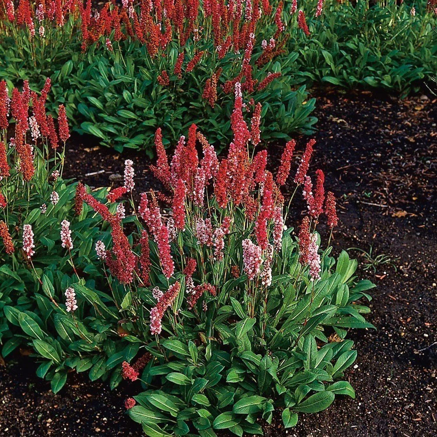 Höstblommande perenn