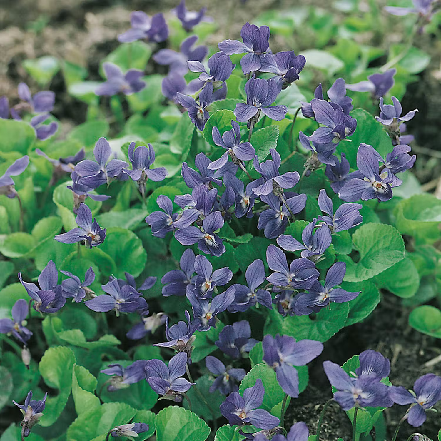 Luktviol i mormorsrabatt