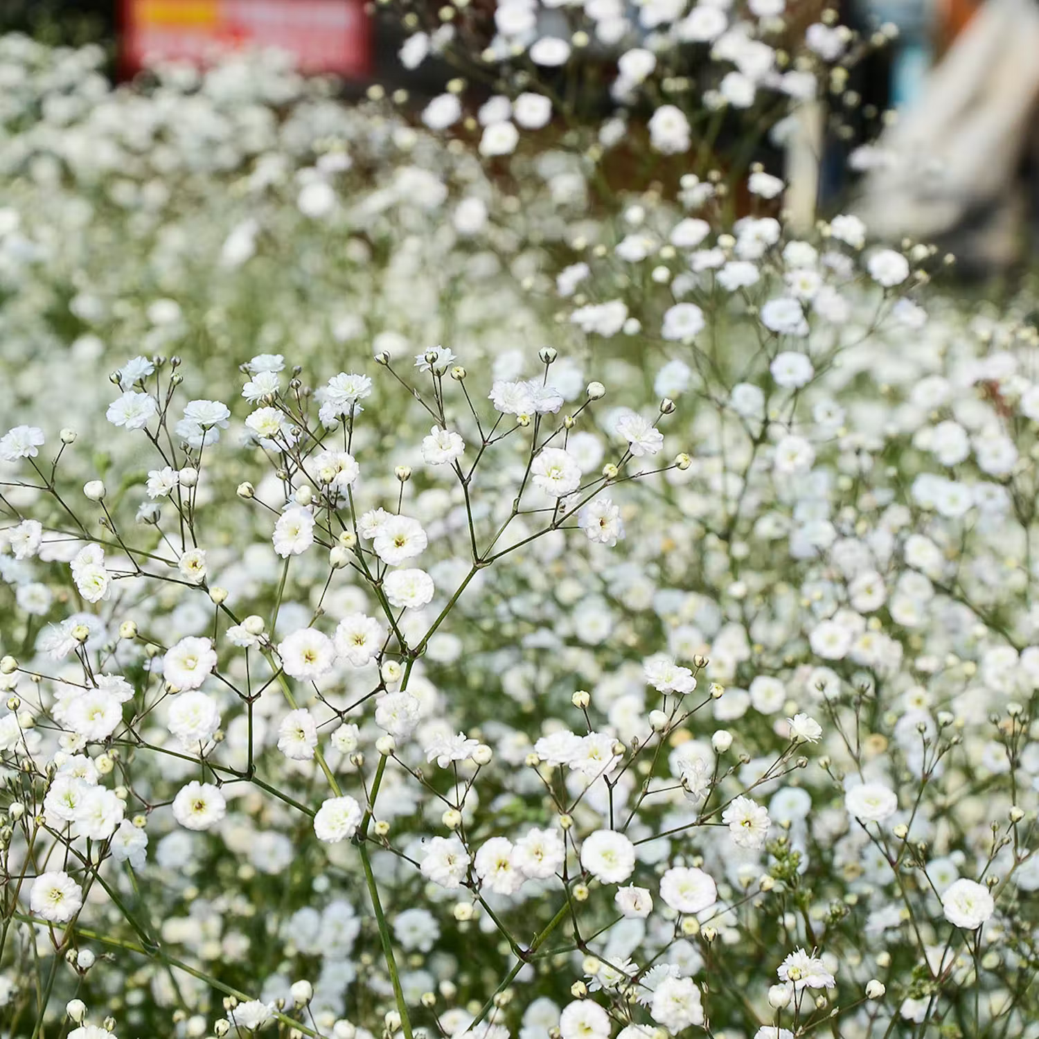 Brudslöja i mormorsrabatt