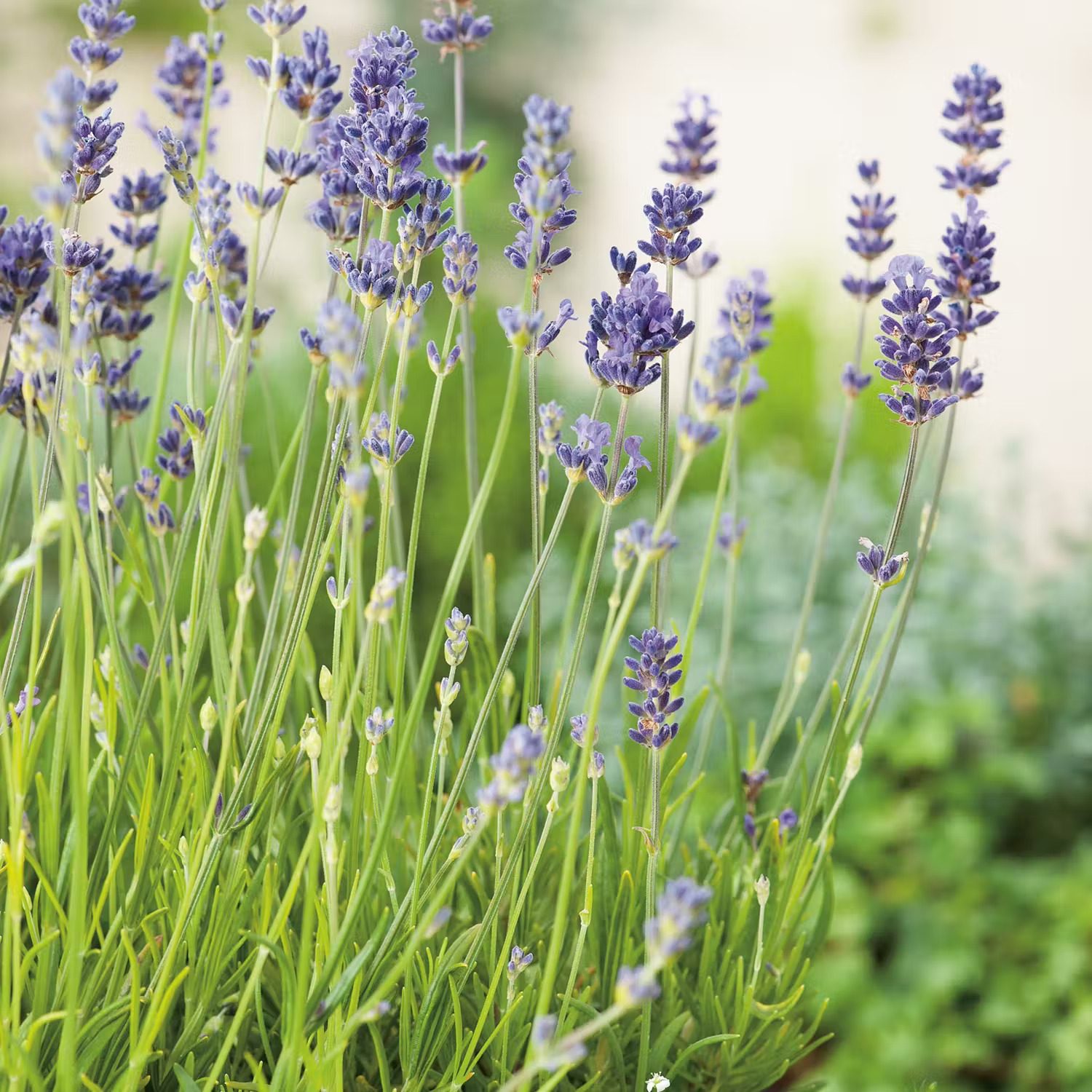 Lavendel i mormorsrabatt