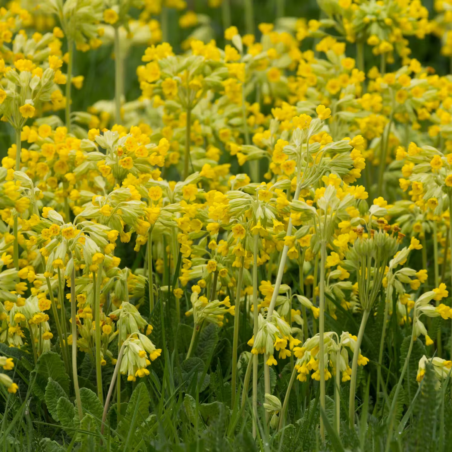 Gullviva i mormorsrabatt