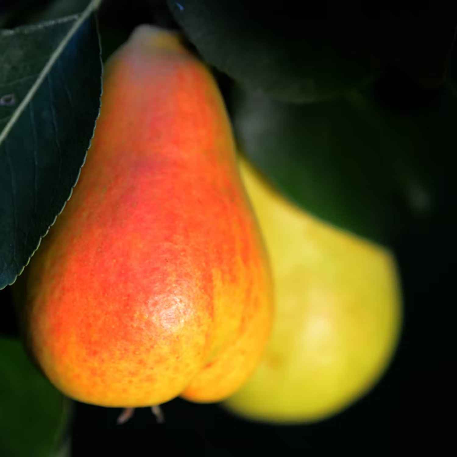 Plantera päronträd - Päronsort Pepi