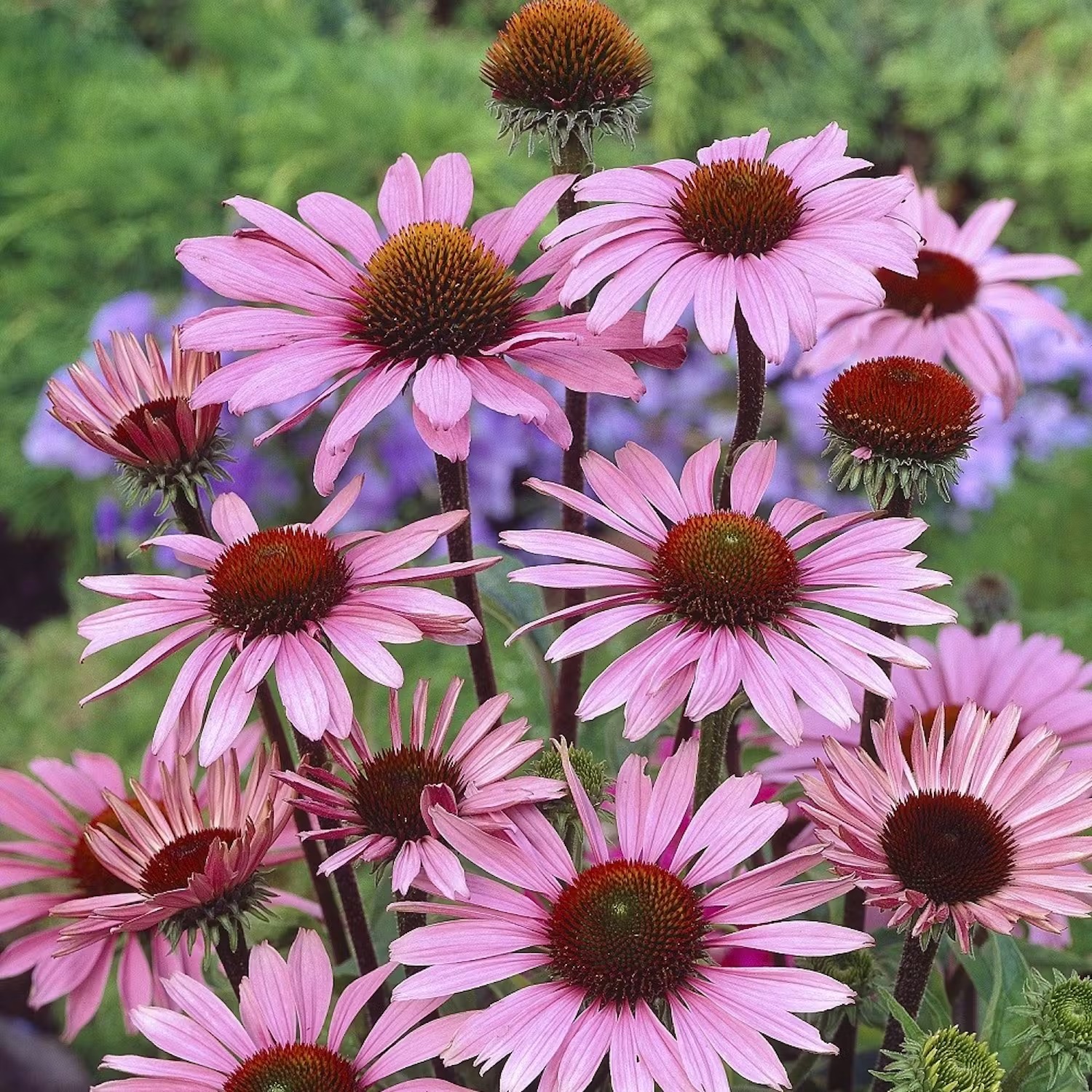 Höstblommande perenn Solhatt