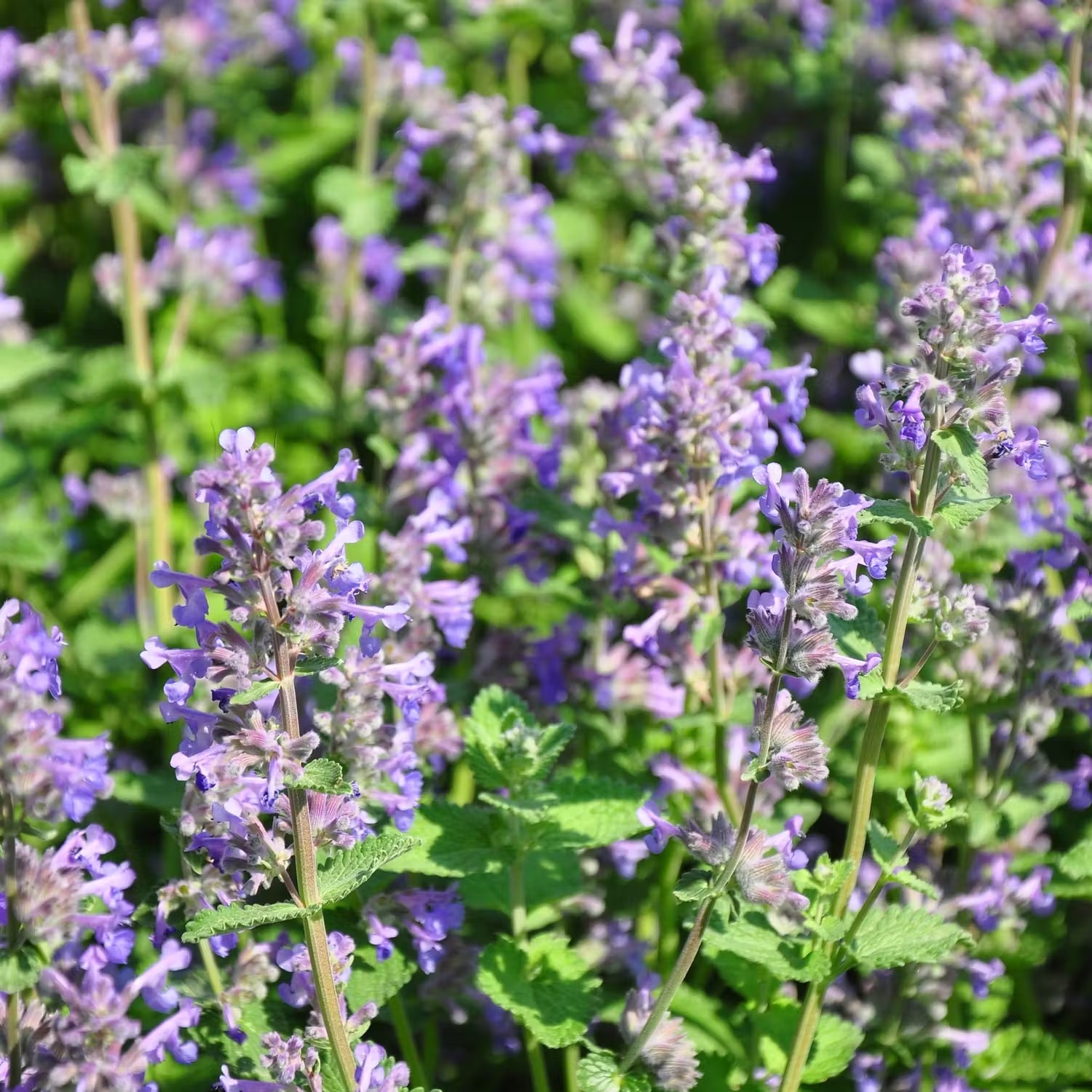 Blommor för bin och fjärilar