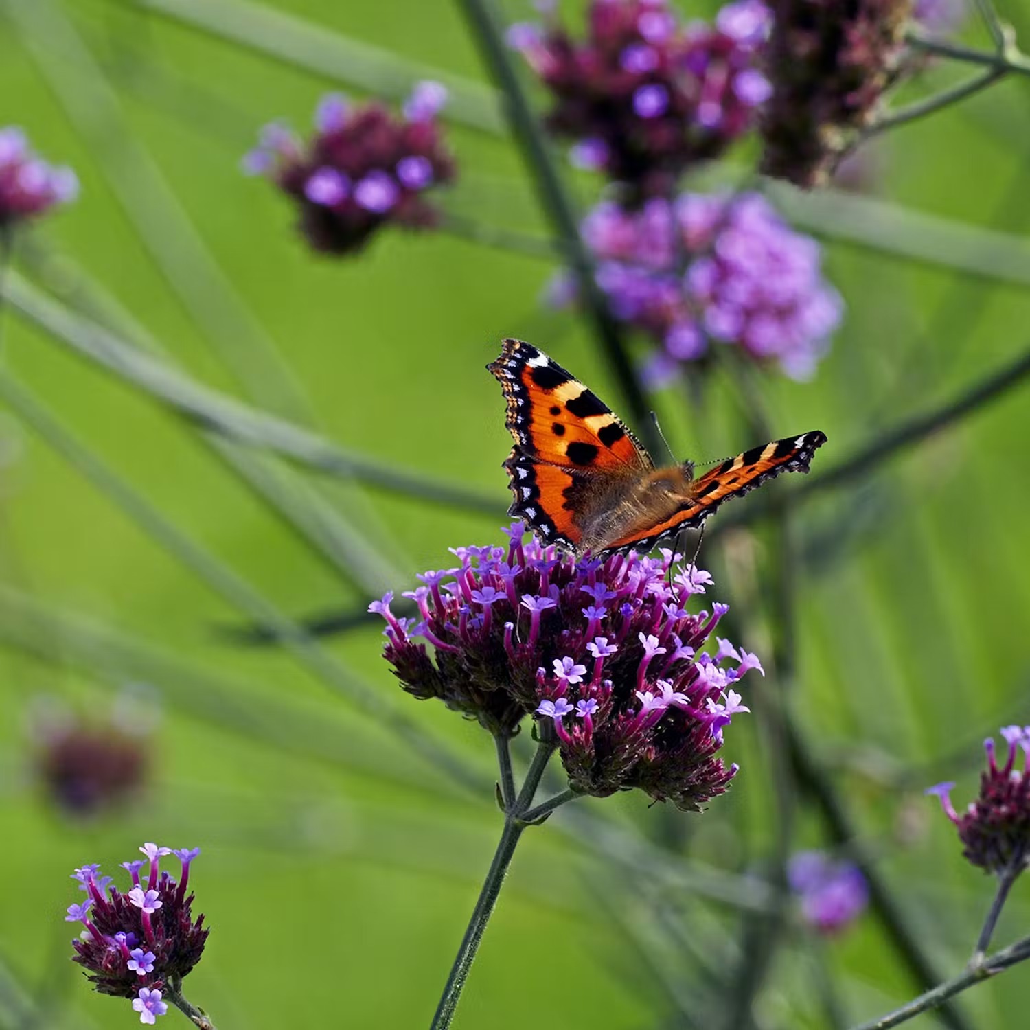 Blommor för bin och fjärilar