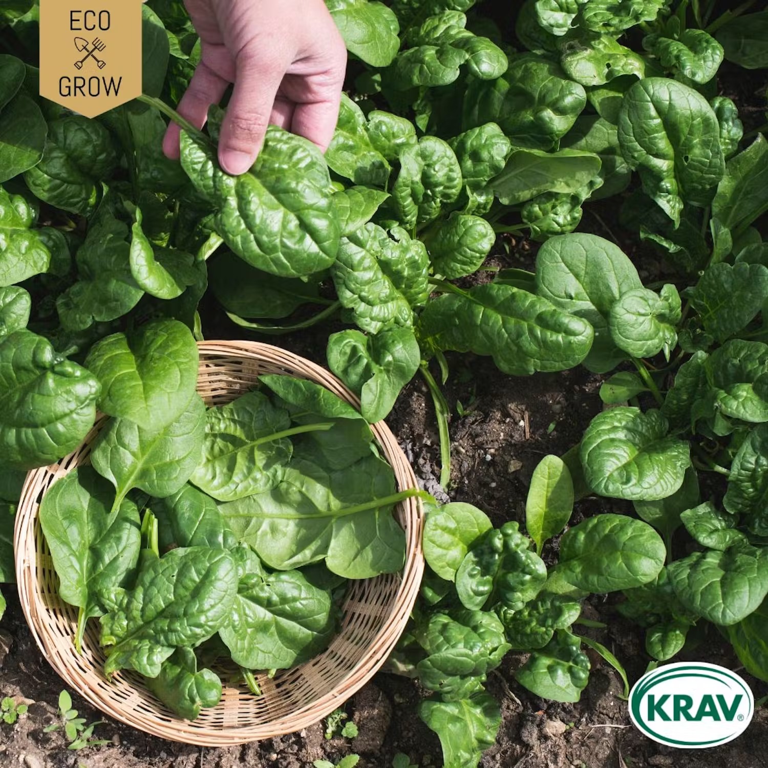 lättodlade grönsaker