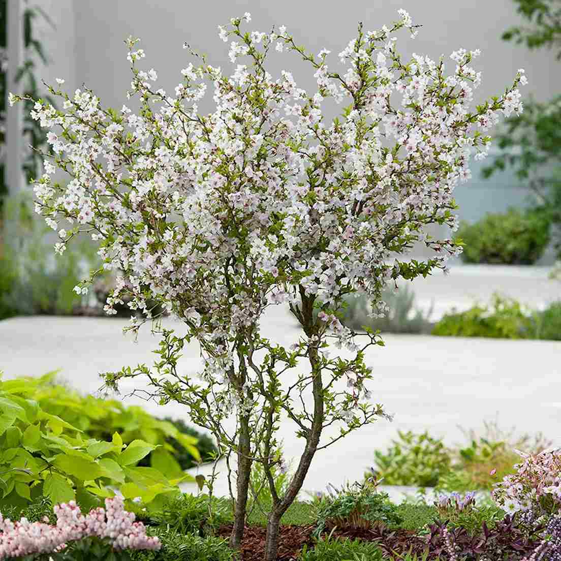 Träd i kruka - Dvärgkörsbär