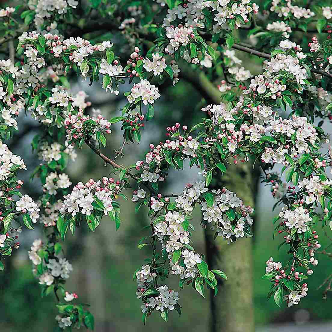 Prydnatsträd zon 5 - Korallapel