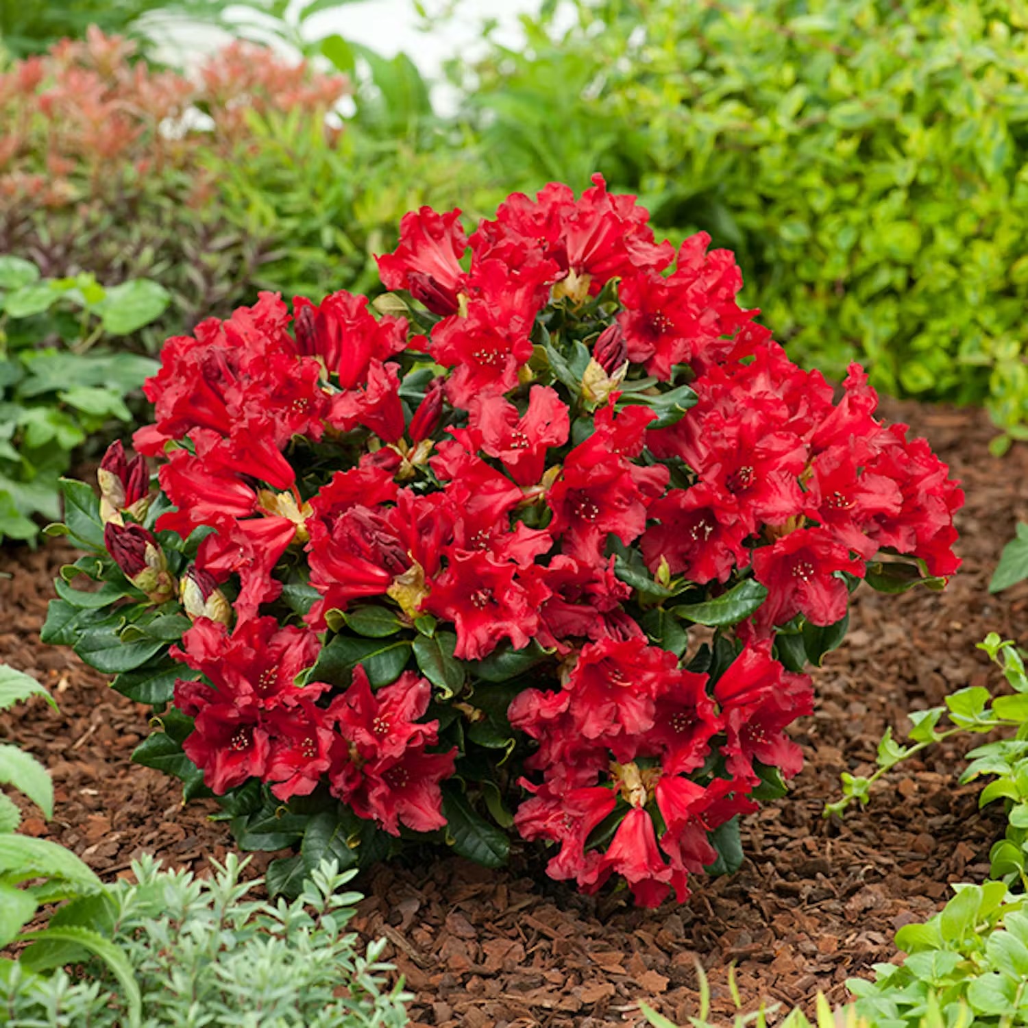 Plantera rhododendron i rabatt