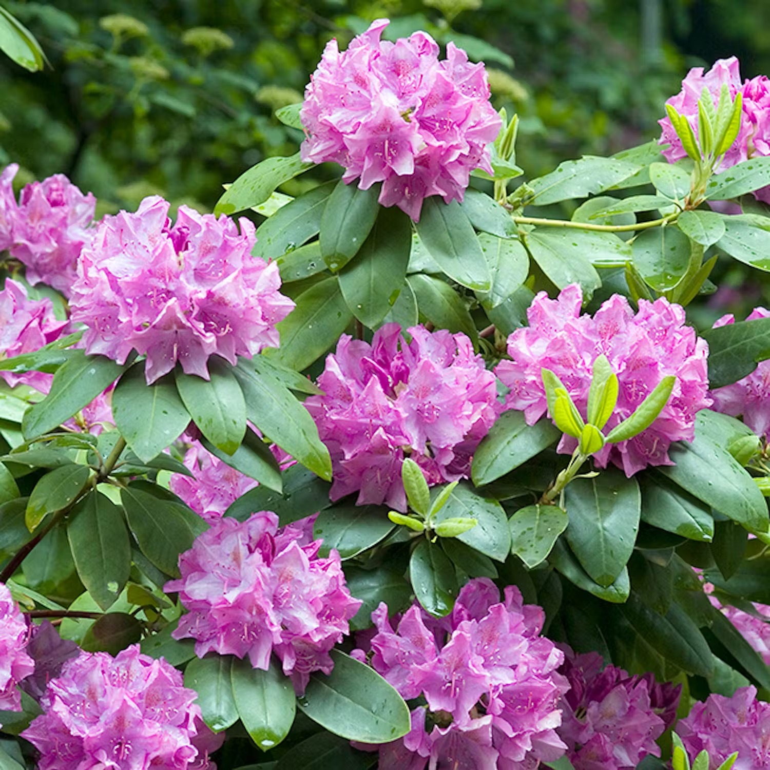 Plantera rhododendron i rabatt
