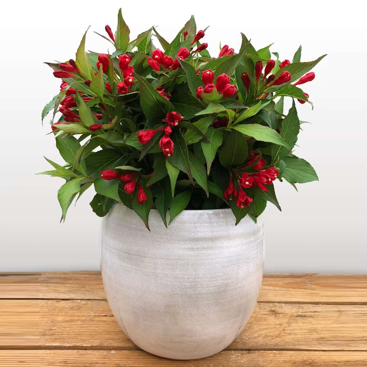 Buske i kruka - prydnadsbuske-rosenprakttry-omnia-garden-all-summer-rod