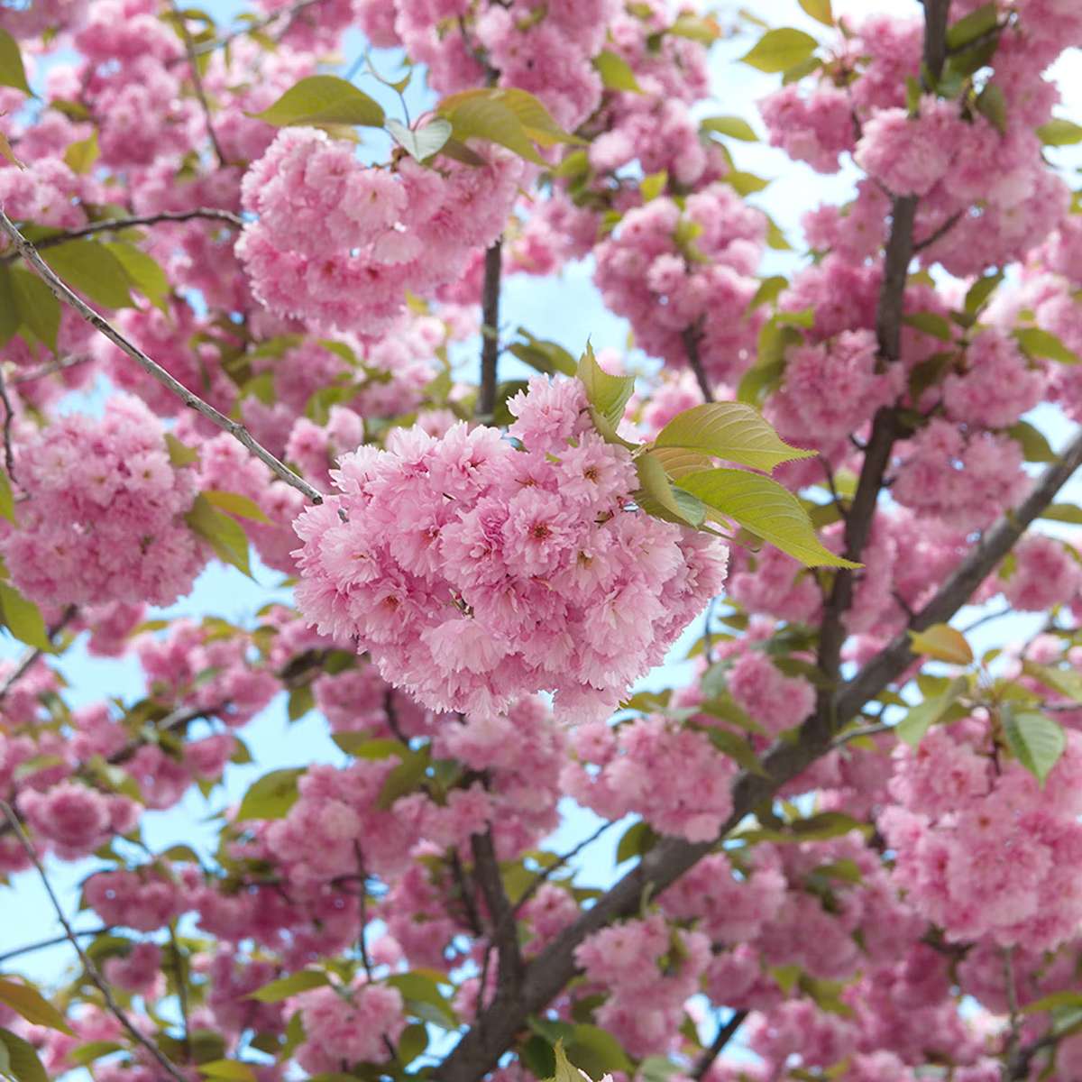 Japanskt körsbärsträd - https://www.bygghemma.se/tradgard-och-utemiljo/odling-och-tradgardsskotsel/vaxter-och-plantor/prydnadstrad/korsbarstrad-omnia-garden-japanskt-prunus-kanzan-100-120-cm/p-556259