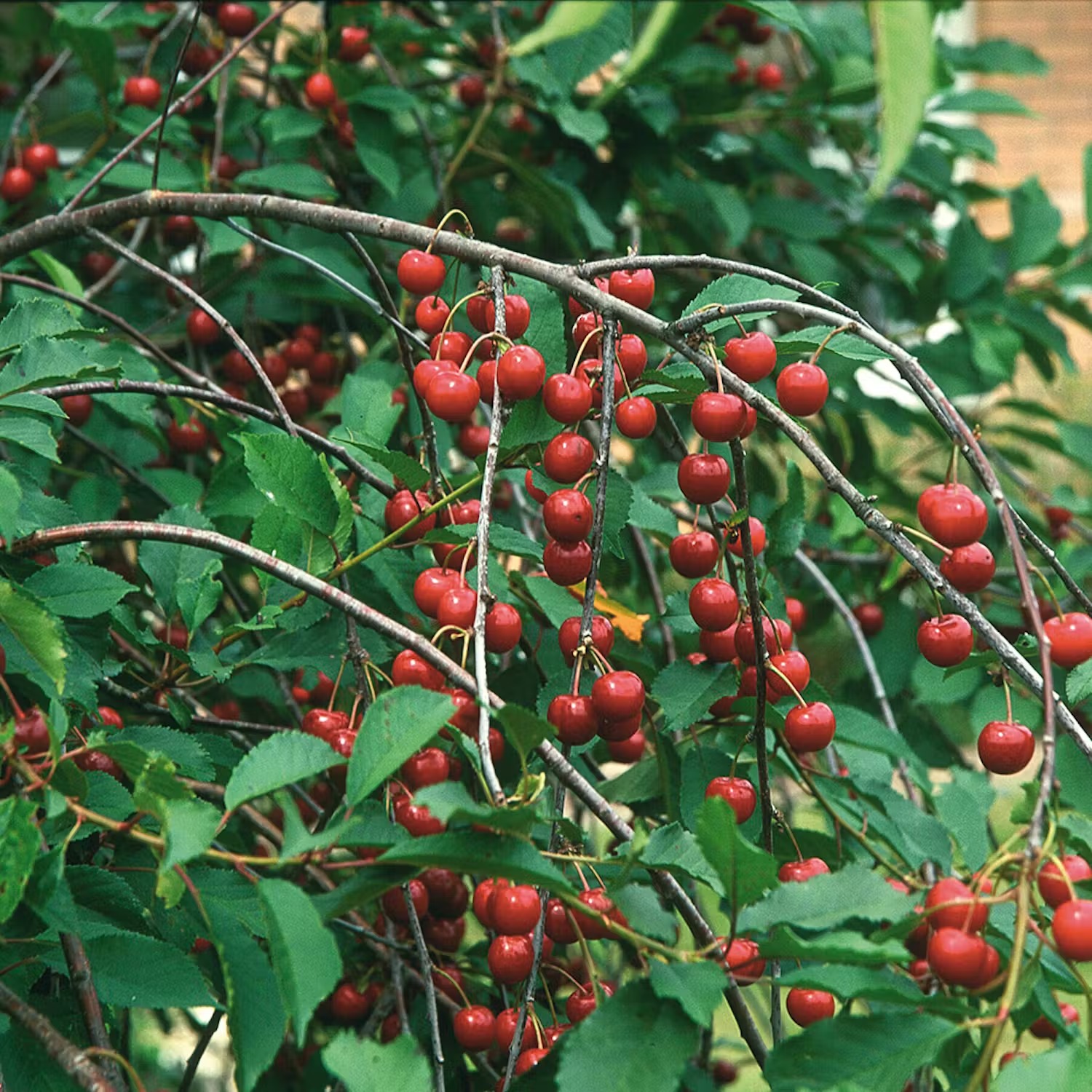 körsbärsträd-sorter