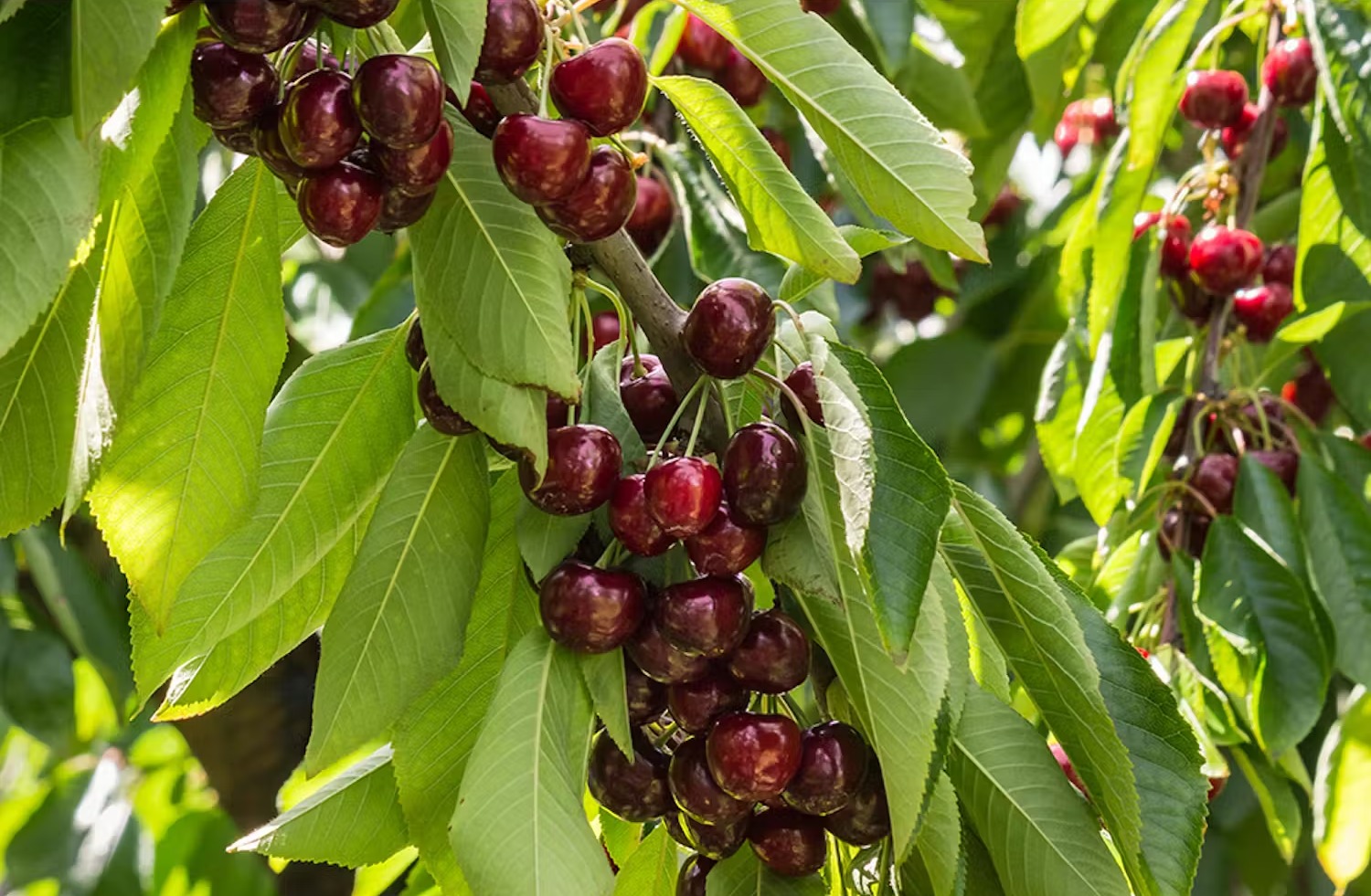 körsbärsträd-sorter