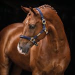 Grimma HANSBO SPORT The Equestrian Life Cob