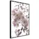 Poster Artgeist Affisch Cherry Blossoms
