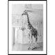 Poster Gallerix Giraffe Indoor B&W