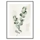 Poster Gallerix Eucalyptus Watercolor