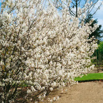 Buske Omnia Garden Prakthäggmispel 50-80 cm