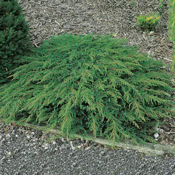 En Omnia Garden Green Carpet 30-35 cm