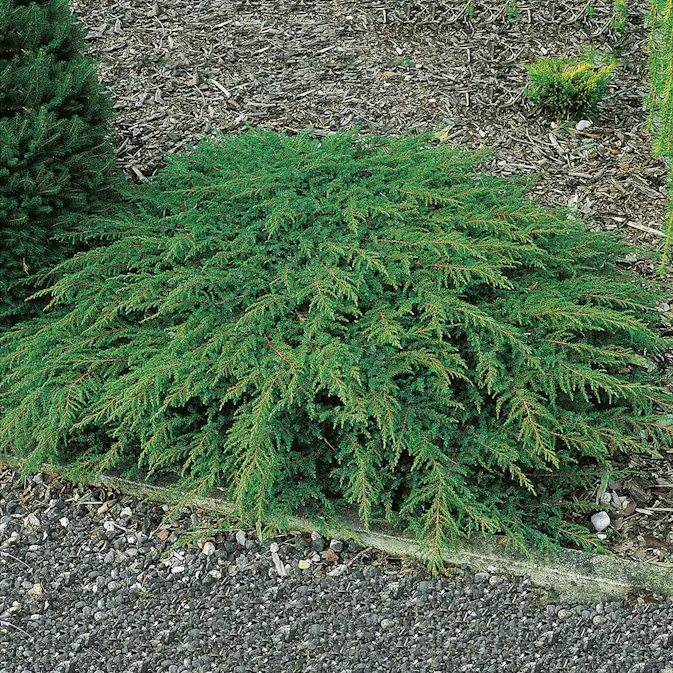 En Omnia Garden Green Carpet 30-35 cm
