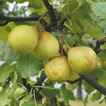 Päronträd Omnia Garden Göteborgs Diamant E