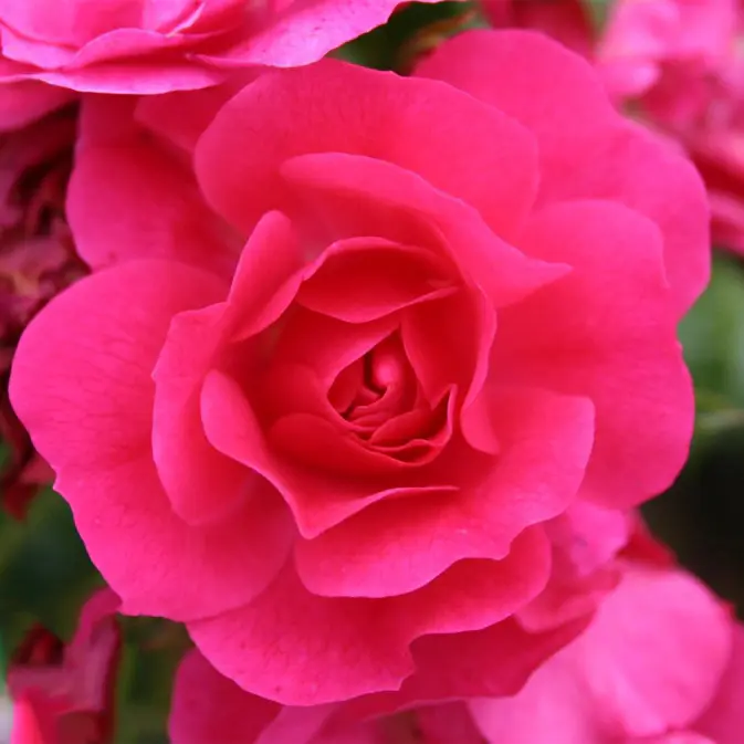 Ros Omnia Garden Marktäckande Heidetraum