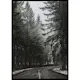 Poster Gallerix Deep Forest Road