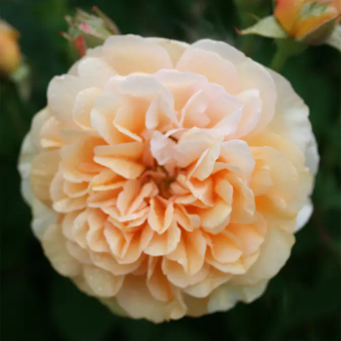 Storblommig Buskros Omnia Garden Buff Beauty