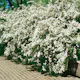 Buske Omnia Garden Bukettspirea 50-80 cm