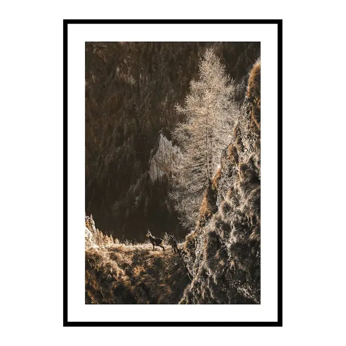 Poster Gallerix Autumn In The Forest