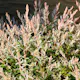 Eukalyptusvide Omnia Garden Prydnadsträd 80-100 cm Höjd, Grönt & Rosa Bladverk