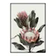Poster Gallerix Protea Flowers