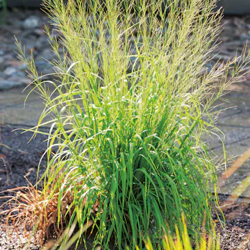 Prydnadsgräs Jättetåtel Omnia Garden Transparent