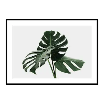 Poster Gallerix Monstera Delicosa