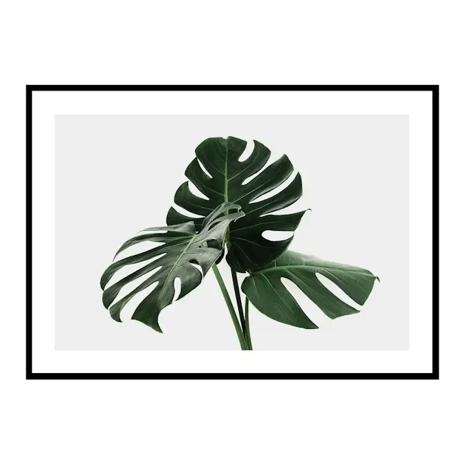 Poster Gallerix Monstera Delicosa