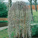 Prydnadsträd Hängsälg Omnia Garden Grönt Lövverk med Grenrik Krona 100-120 cm