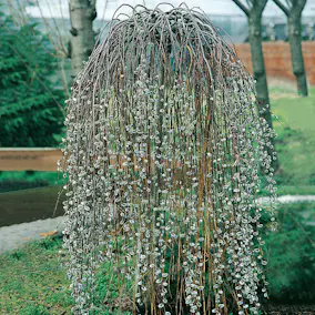 Prydnadsträd Hängsälg Omnia Garden Grönt Lövverk med Grenrik Krona 100-120 cm