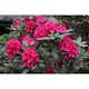 Rhododendron Omnia Garden Nova Zembla