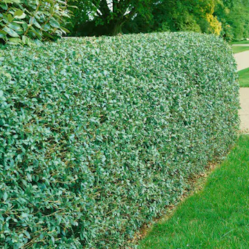 Häck Omnia Garden Liguster 40-60 cm