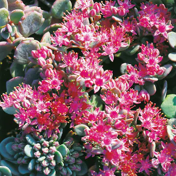 Perenn Omnia Garden Kärleksört Liten