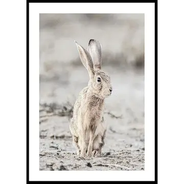 Poster Gallerix Hare Up Close