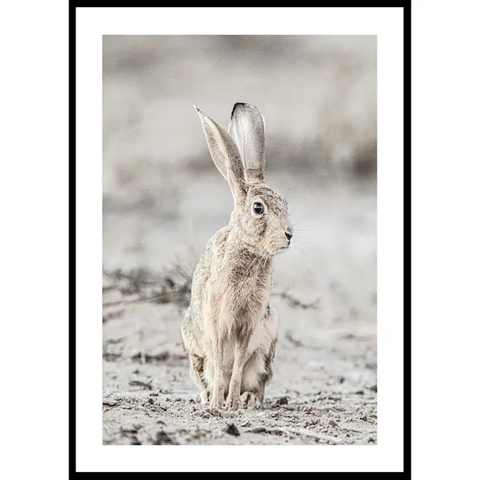 Poster Gallerix Hare Up Close