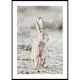Poster Gallerix Hare Up Close